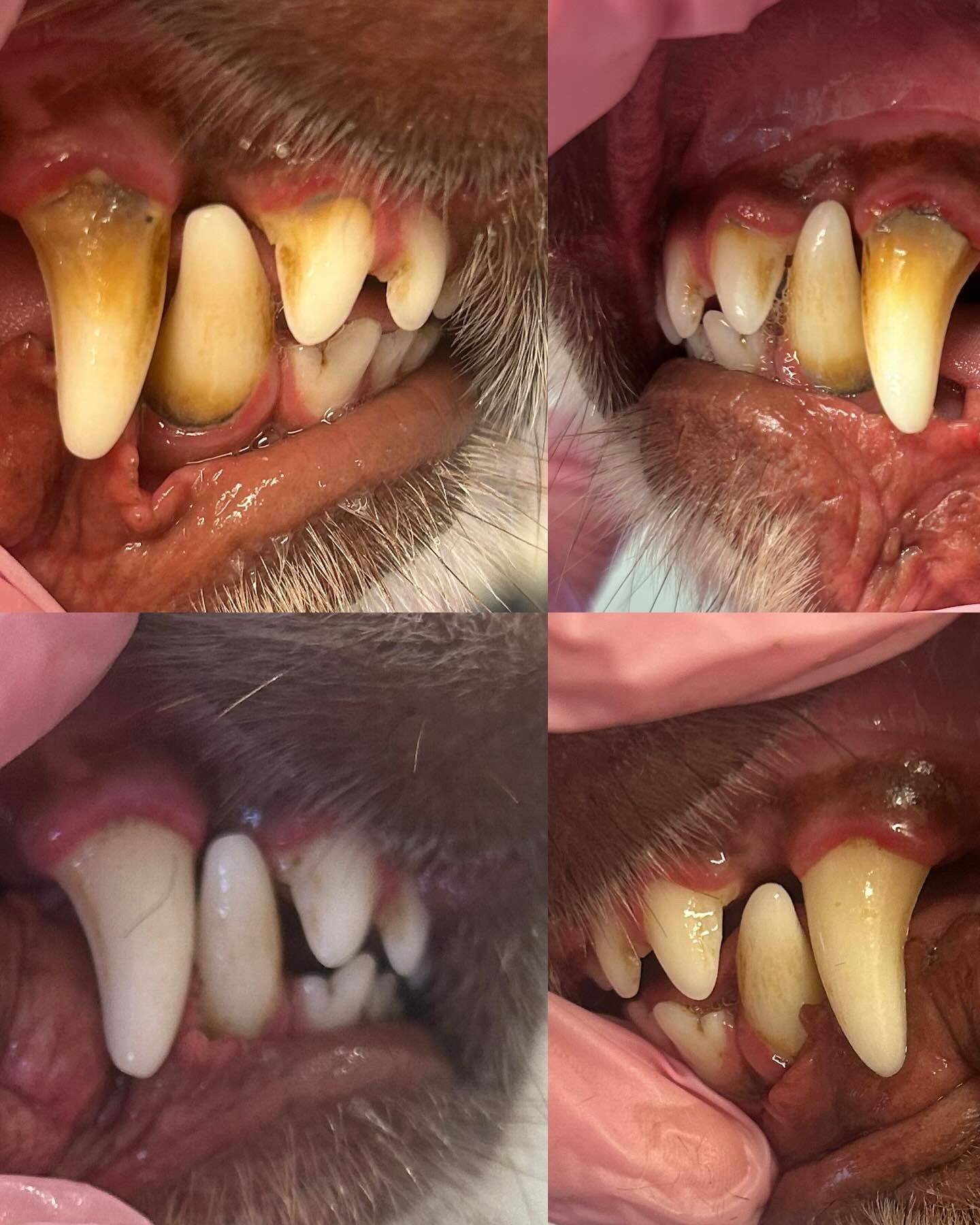 sea dogs grooming doggie dental care